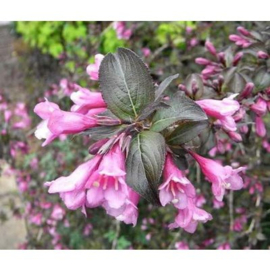 Weigela Foliis Purpureis