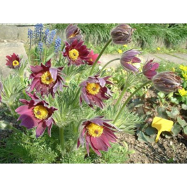 Pulsatilla Vulgaris Rubra