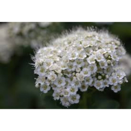 Spiraea betulifolia 'Tor'