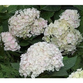 Hydrangea Macrophylla `White´