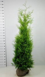 Thuja occidentalis 'Brabant'