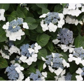 Hydrangea macr. 'Veitchii'