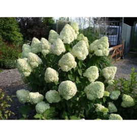 Hydrangea pan. 'Limelight'