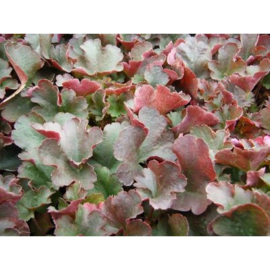 Heuchera 'Petite Pearl Fairy'