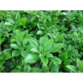 Pachysandra 'Green Carpet'