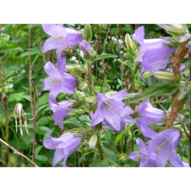 Campanula lat. macrantha pabla