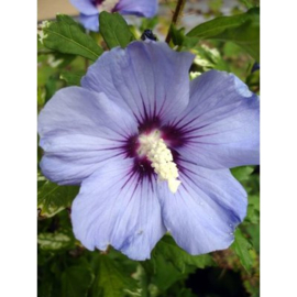 Hibiscus Syr Oiseau Bleu