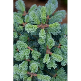 Abies lasioc. ‘Compacta‘