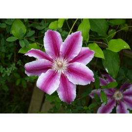 Clematis 'Dr Ruppel'