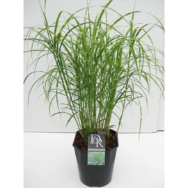 Miscanthus sin. Little Zebra