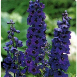 Delphinium (P) 'Black Knight'dviobl