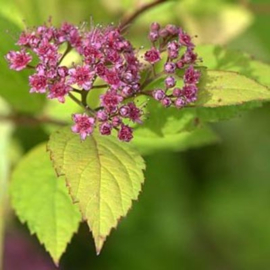 Spiraea japonica Firelight