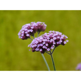 Verbena bonariensis violetlila