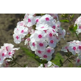 Phlox (P) Bright Eyes