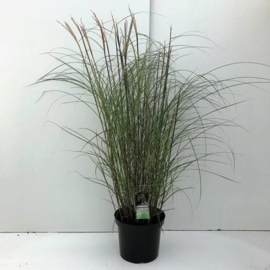 Miscanthus sin. 'Kleine Silberspin'