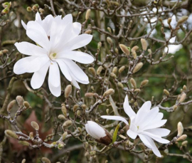 Magnolia Stellata