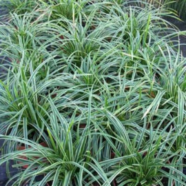 Carex morrowii