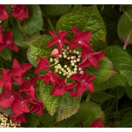 Hydrangea macr. 'Rotschwanz'