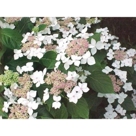 Hydrangea macr. 'Lanarth White'