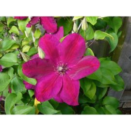 Clematis 'Rouge Cardinal'