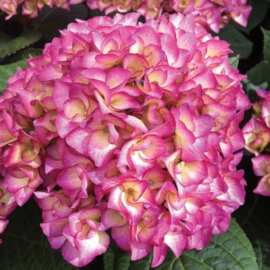 Hydrangea Macrophylla `Rose´