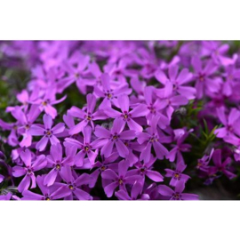 Phlox (S) 'Purple Beauty'