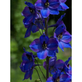 Delphinium Dark Blue