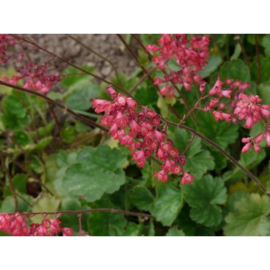 Heuchera 'Pluie de Feu'