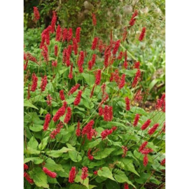 Persicaria amp. 'Inverleith'