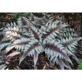 Athyrium nip. 'red beauty