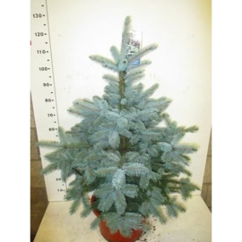 Picea Super Blue Seedling