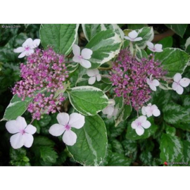 Hydrangea macr. 'Tricolor'