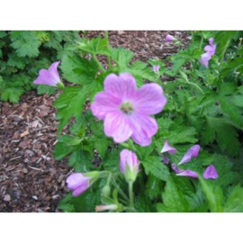 Geranium endressii lpurproze