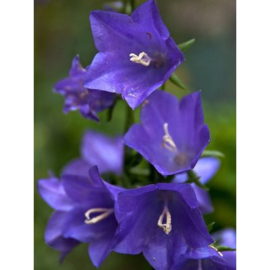 Campanula per. 'Coerulea'