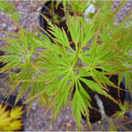 Acer Palmatum Seiryu