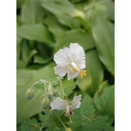 Geranium pha. 'Album' helderwit