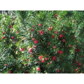 Taxus media 'Hicksii'