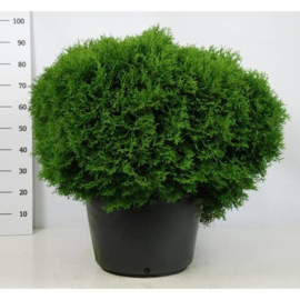 Thuja occidentalis 'Tiny Tim'