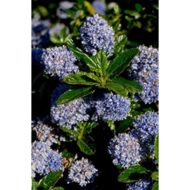 Ceanothus 'Delight'