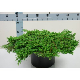 Juniperus Communis 'Repanda'