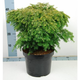 Tsuga canadensis 'Jeddeloh'