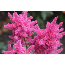 Astilbe Perkeo