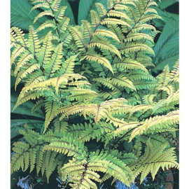 Athyrium otoph. var. Okanum