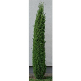 Juniperus comm. 'Sentinel'