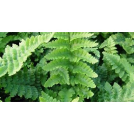 Dryopteris affinis 'Pinder