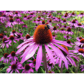 Echinacea Pallida