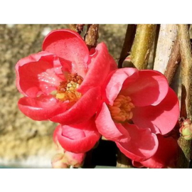 Chaenomeles sup. 'Kn. Hill Scarlet'