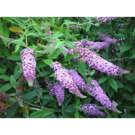 Buddleja davidii 'Fascinating'