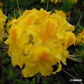 Azalea Goldpracht