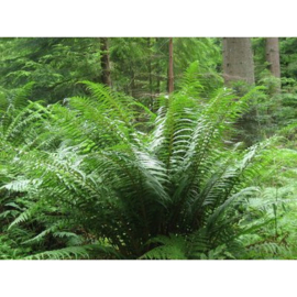 Dryopteris Affinis